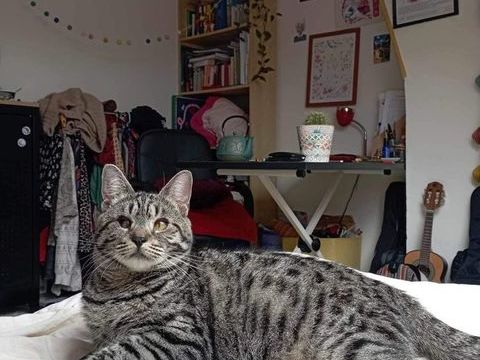 Bonnie  190 59800 Lille