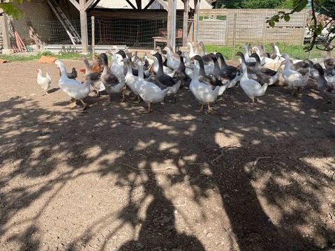 Poulettes pondeuses 8 mois 5 races 15 45120 Corquilleroy