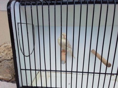 Jolie femelle canaris satiné      jaune ivoire 25 93290 Tremblay-en-france