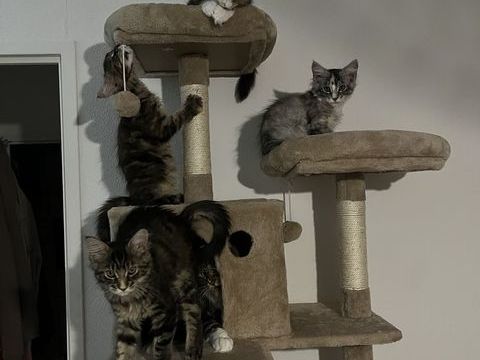 CHATON FEMELLE MAINE COON LOOF 1000 59920 Quiévrechain