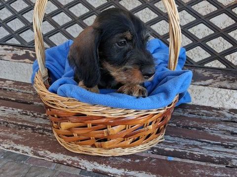 CHIOTS TECKEL A POIL DUR STANDARD LOF COULEUR SANGLIER 1200 42330 Saint-médard-en-forez