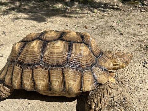 Sulcata male 800 11210 Port-la-nouvelle