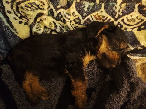 2 cavalier King charles 
Couleur noir feu 1400 59480 La bass�e