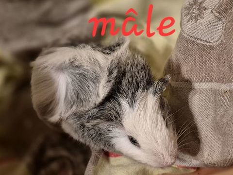 Cochons d'inde 0 72000 Le mans