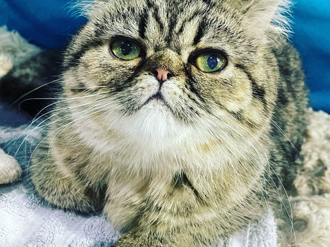 CHAT EXOTIC RETRAITES DISPONIBLES 300 93300 Aubervilliers