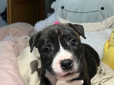 Staffie 1400 88140 Auzainvilliers