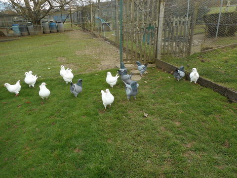 Pigeons Kings 45 50140 Mortain