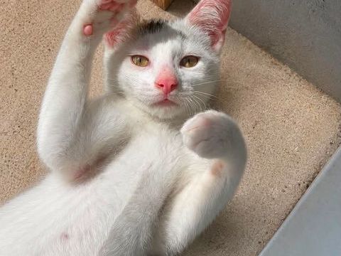 Oggy, chat blanc &agrave; adopter 160 44650 Legé