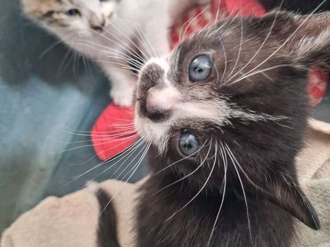 deux bebes chat trouv&eacute; 0 83860 Nans-les-pins