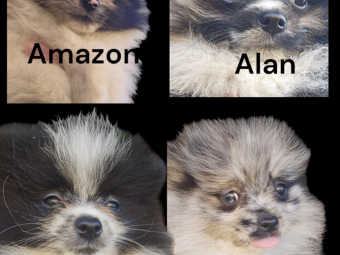 Spitz non lof reste deux mâles 950 42460 Coutouvre