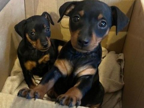 Chiots Pinscher nain 1000 22210 Plumieux