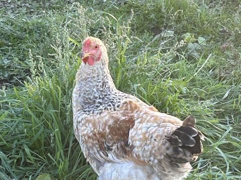 Coq 10 42190 Saint-hilaire-sous-charlieu