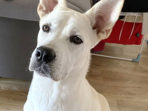 Pongo est &agrave; l'adoption! 0 34000 Montpellier