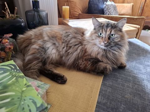 PLUME belle chatonne junior  croisée norvégien au caractère spécial 300 06530 Le tignet