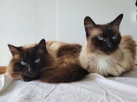 Chat MOUMOUNEetBLANCO à l adoption 200 26130 Saint-restitut