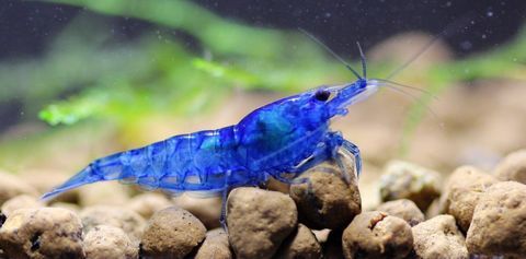 Crevettes d'aquarium blue velvet 2 44120 Vertou