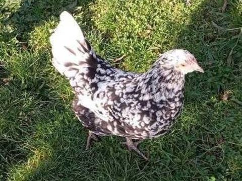 couple Poules Gournay 25 60400 Noyon