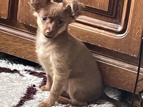 petit chien russe poils long 1 m&acirc;le  disponible LOF 1800 14500 Campagnolles