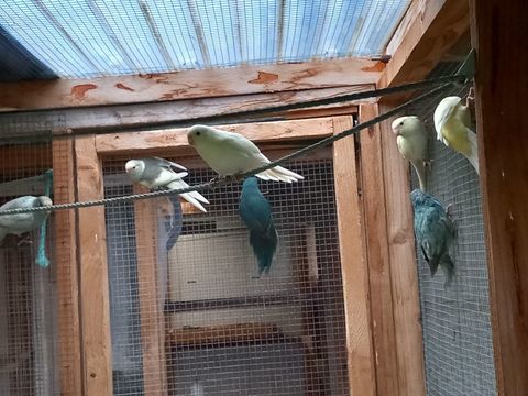 kakariki m&acirc;le et femelle 40 35360 Boisgervilly