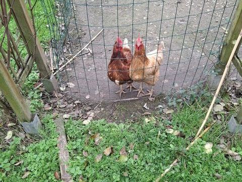 Poules pondeuses 20 17137 Esnandes