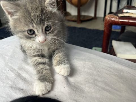 Chaton &agrave; donner &agrave; Louviers
0 27400 Louviers