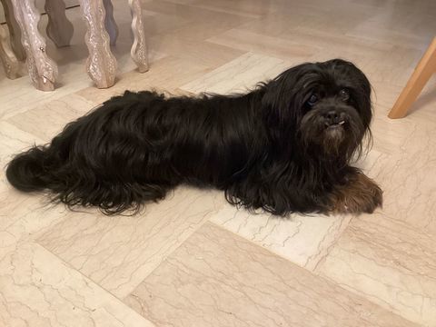Chiot bichon havanais 0 06130 Grasse