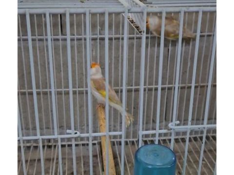 Canaris chardonnerets mutation 180 45000 Orl�ans