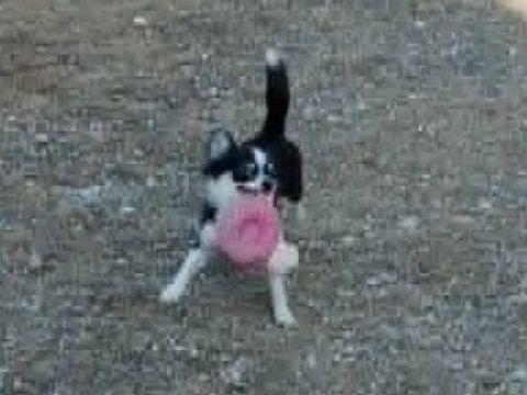 Chiot chihuahua "handicap&eacute;e" 400 55270 Varennes-en-argonne