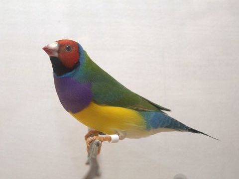 Diamant de Gould 40 02600 Villers-cotterts