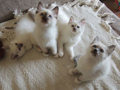 Chatons Sacr&eacute;s de Birmanie LOOF disponibles &agrave; l'adoption 1200 38500 Voiron