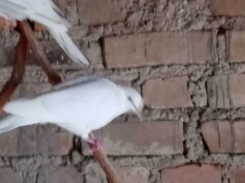 Tourterelles rieuse 15 67230 Benfeld