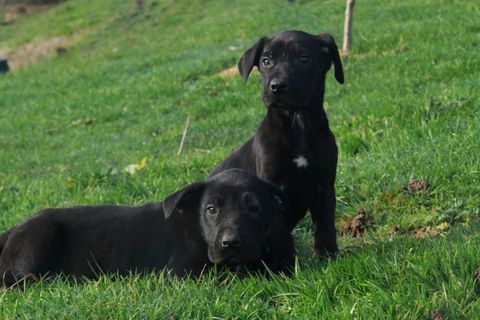 Chiots croise dogue allemand
590 71000 Flace les macon