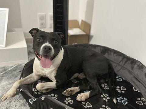 VICTORIO, crois&eacute; boston terrier 8 ans 0 30000 N�mes