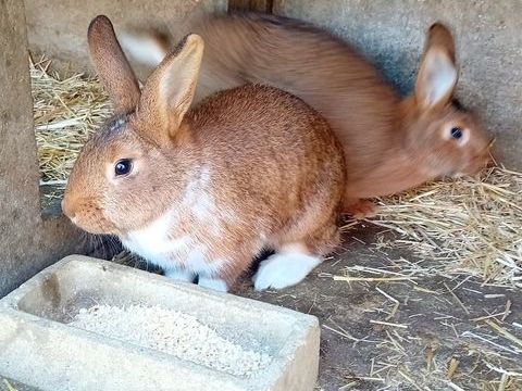 Lapines n&eacute;es en Avril 20 72220 Marign�-laill�