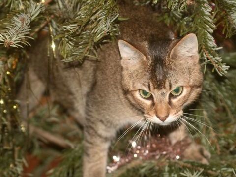 ABBYS CHAT BRUN 2 ANS 1/2 195 92260 Fontenay-aux-roses