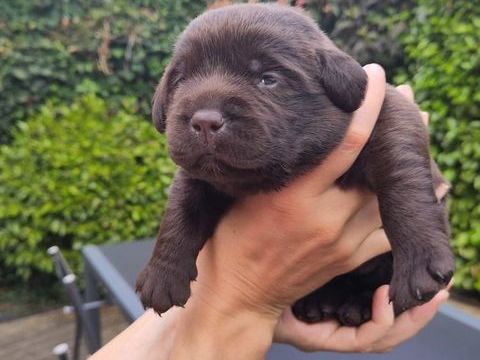 Chiots Labrador chocolat (4 femelles) &agrave; r&eacute;server, 1200� 1200 56890 Saint-av�