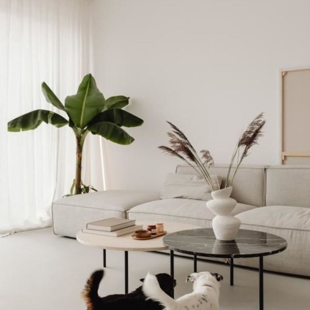 Appartements neufs   Avignon (84000)