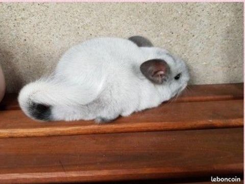 Duo Chinchilla elevage familial dispo 10 54000 Nancy