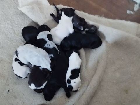 Jolis chiots Drahthaar/Setter Anglais / Munsterlander 0 71270 Pierre-de-bresse