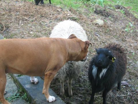 MOUTON d'OUESSANT Tondeuse &eacute;cologique 80 62460 Divion