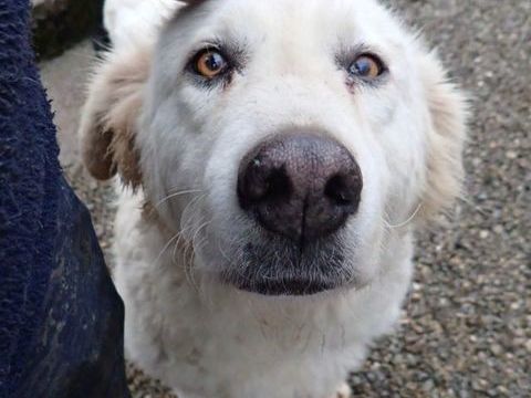 Yetilie &agrave; l'adoption 200 88000 Chantraine