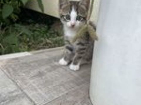   Chatons 