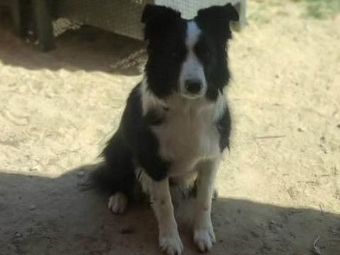 Chien ODIN &agrave; l adoption 350 30210 Remoulins