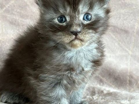 Chatons Maine coon LOOF 1350 30800 Saint-gilles