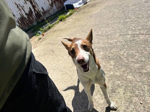 CHICHA 300 95610 �ragny