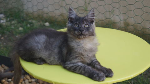 Chatons Maine Coon 1000 30129 Redessan