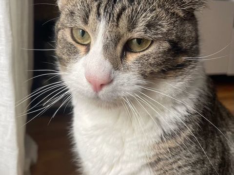 DOUILLET CHAT TIGRE BLANC 7 ANS 1/2 195 92260 Fontenay-aux-roses