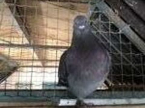 jeunes pigeons crois&eacute;s cauchois, m&acirc;le et femelle. 20 83136 La roquebrussanne