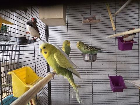 Perruchons de l'ann&eacute;e 25 13005 Marseille