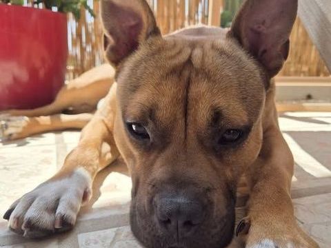 Chien ODEN à l adoption 210 34000 Montpellier